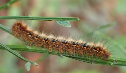 Lasiocampa quercus